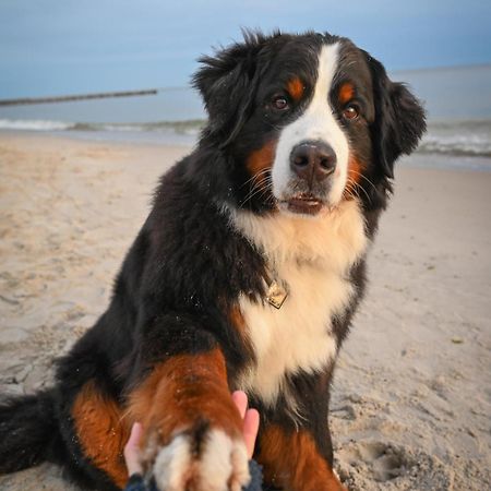 Dogs Welcome! Domek Na Zacisznej ポゴジェリツァ エクステリア 写真