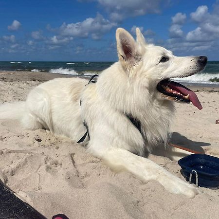 Dogs Welcome! Domek Na Zacisznej ポゴジェリツァ エクステリア 写真